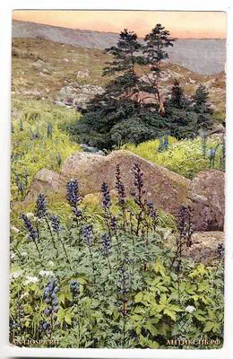 Открытка старинная "Aus Rübezahls Garten". Нач. ХХ века. №44